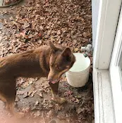 Dog breeder Linn County Sheriff's Office Animal Control Salem