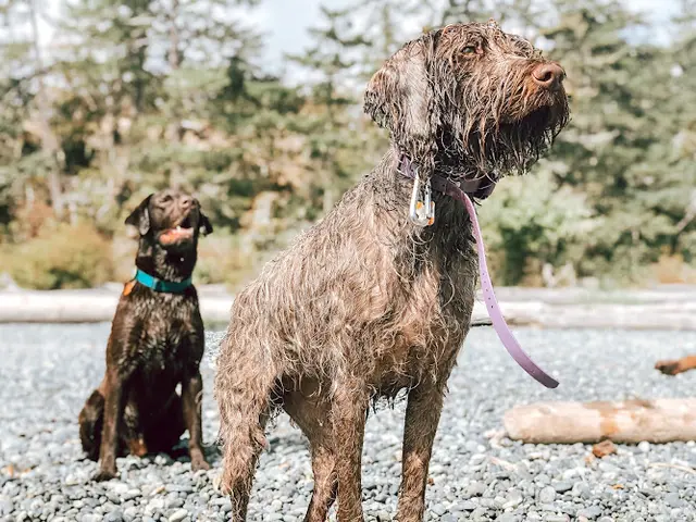Dog breeder Van Island Pups | Dog Walking | Victoria, BC Bellingham