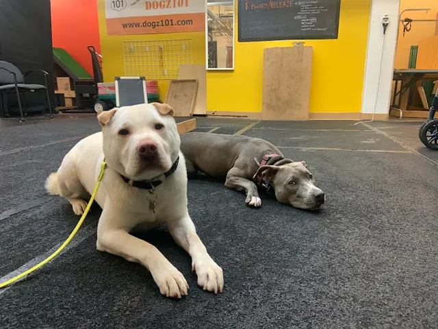 Dog day care center Dogz101 LLC Daly City