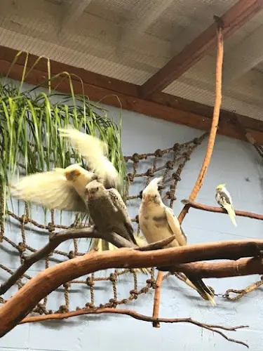 Dog breeder Omar's Exotic Birds Oceanside