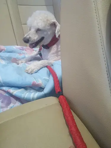 Pet vet PetSmart San Leandro