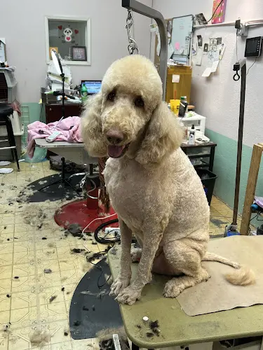 Dog Grooming Butterfield Dog Grooming Temecula