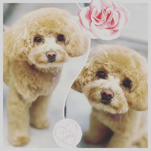 Dog Grooming Zoomy Groomy Daly City