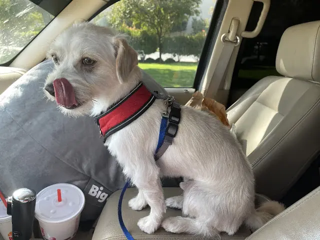 Dog Grooming Charile & Friends Grooming Fresno