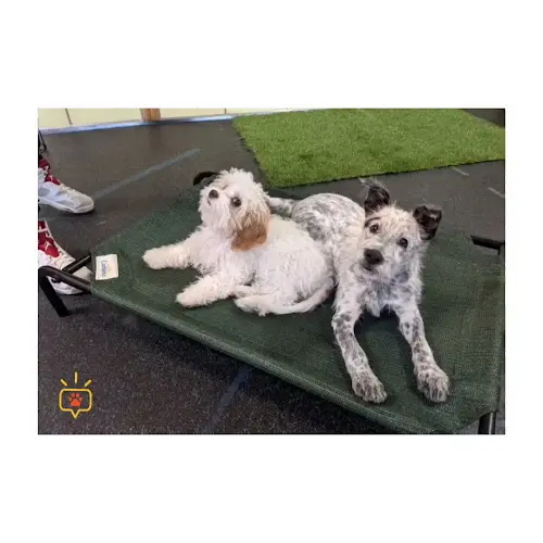 Dog day care center Primepaw - SF Dog Training, Group Classes, and Walking San Francisco