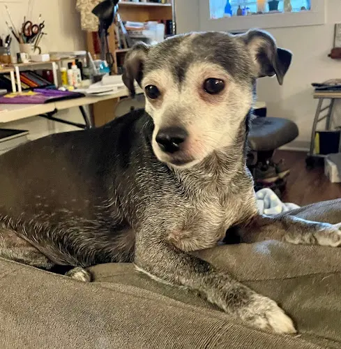 Dog walker CuddleTown Pet Care Portland