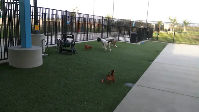 Pet vet Dr. James W. Thornton Dog Park Fresno