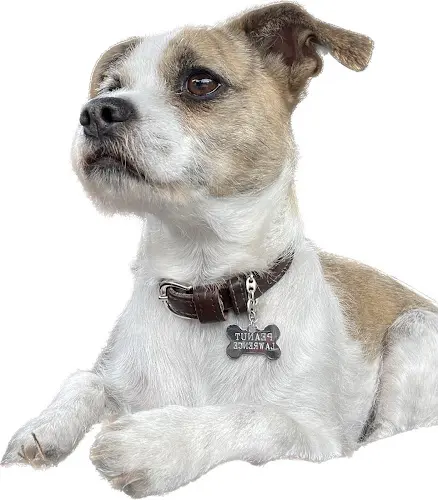 Dog breeder Priceless Pet Rescue West Covina