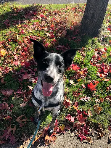 Dog trainer Great Dog Daycare & Training Seattle