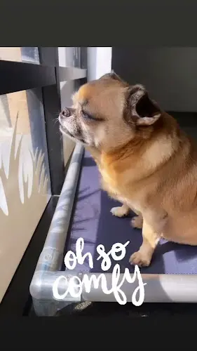 Dog day care center Pupper Club Los Angeles