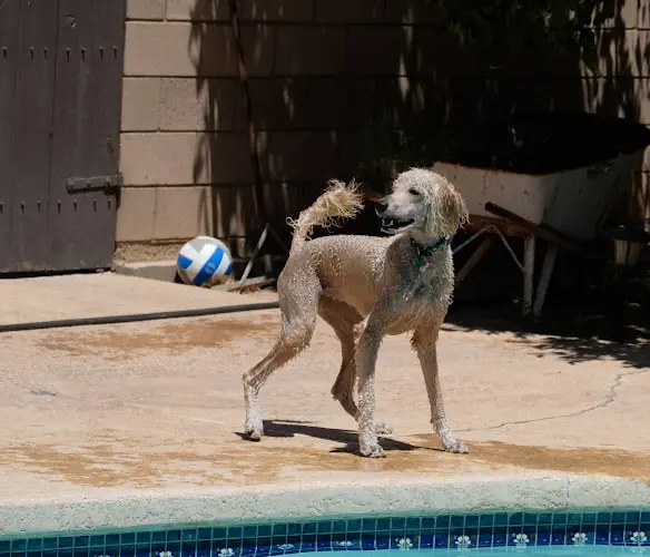 Dog breeder Fullmoon Poodles San Diego
