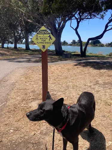 Dog Park Aquatic Park Berkeley