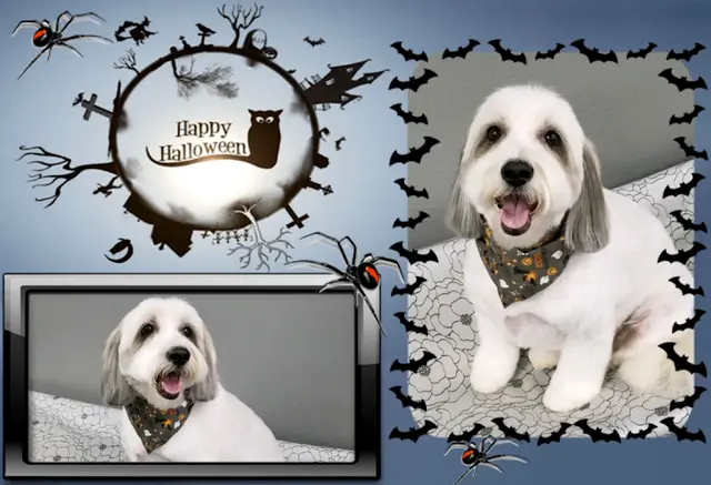 Dog day care center Perfect Pet Spaw Temecula