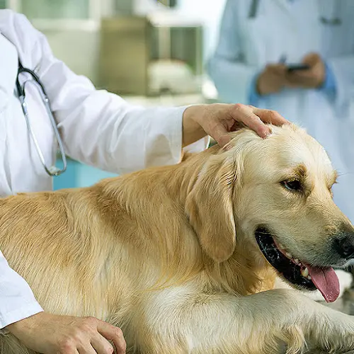 Pet vet Affordable Animal Hospital: Santa Ana Orange