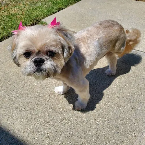 Pet vet San Dimas Animal Hospital Pomona