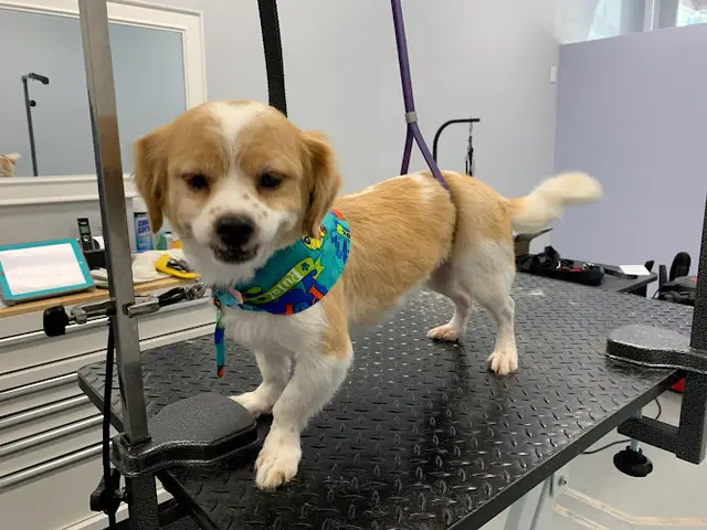 Dog Grooming Posh Pets Grooming San Marcos