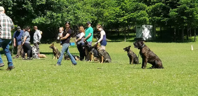 Dog trainer Ken Schilling's Pro Dog Training Eugene
