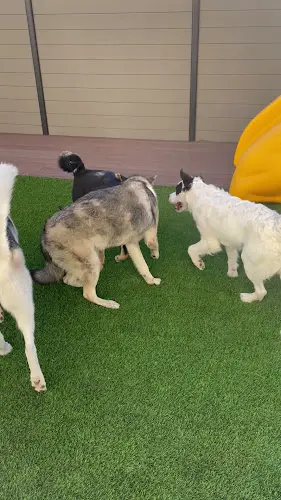 Dog breeder South Park Doggie - Doggieland (LA) Los Angeles
