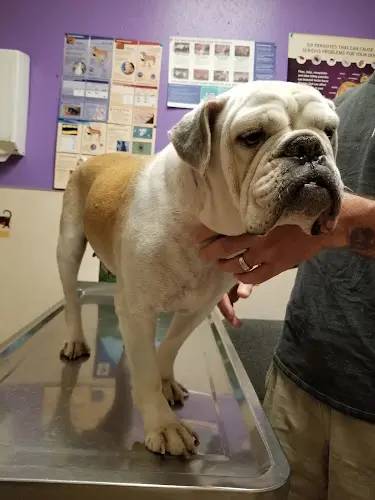 Pet vet Madera Animal Hospital Fresno
