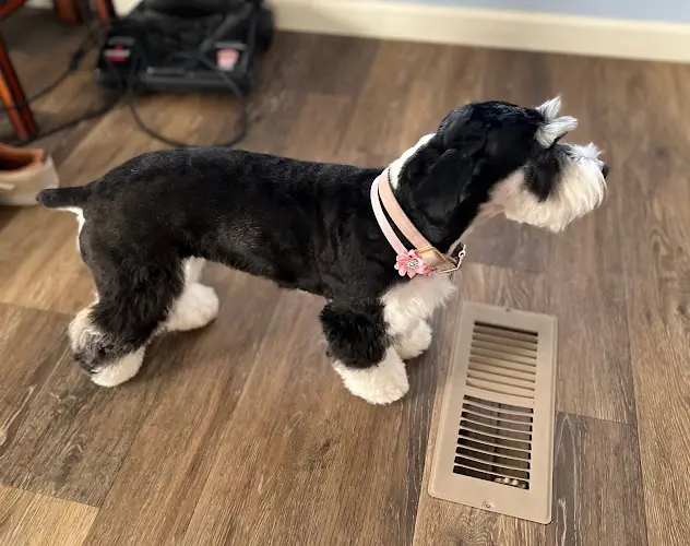 Pet boarding service Dons Pets Hesperia