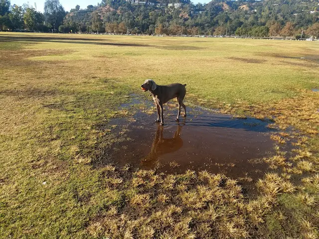 Dog Park Hermon Park (Arroyo Seco Park) Inglewood