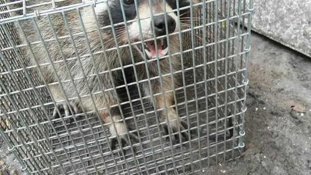 Rescue & Shelter Riverside Wild Animal Catcher Riverside