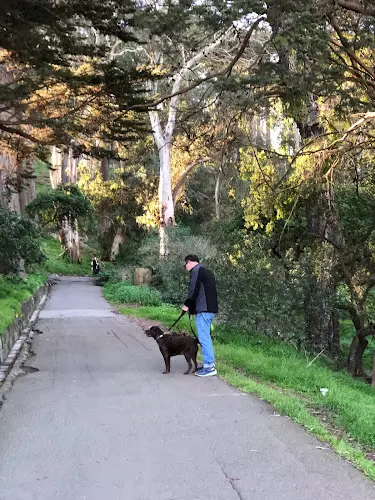 Dog Park Buena Vista Park San Francisco