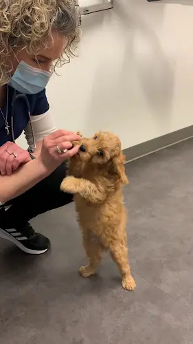 Pet vet Woodinville Veterinary Hospital & Urgent Care Services Kirkland