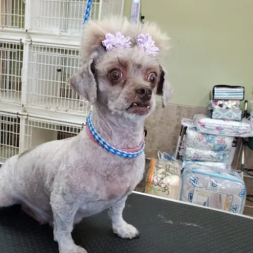 Pet vet Lucky Pets Grooming Salon Pomona