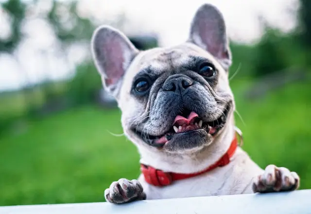 Pet vet Pico Veterinary Hospital Yorba Linda Fullerton