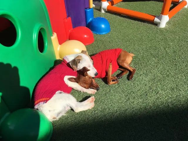 Pet vet Camp Run-A-Mutt Chula Vista
