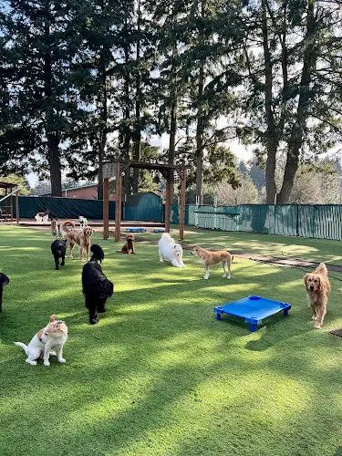 Dog day care center Woof-Tastic Playhouse Portland