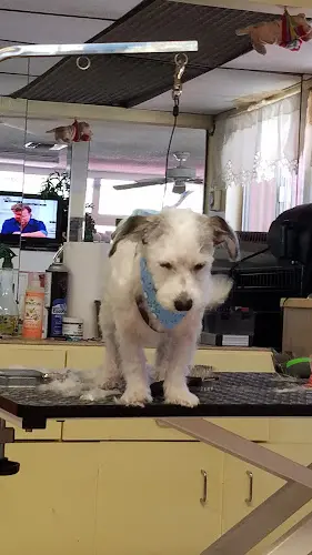 Pet boarding service Doggie Salon Anaheim