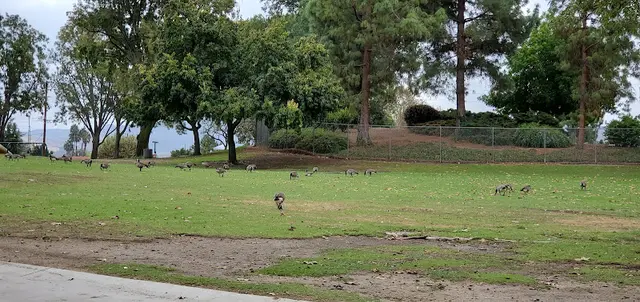 Dog Park Rancho Simi Park Lake Simi Valley