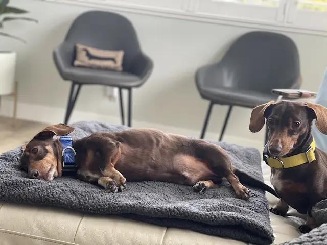 Pet vet DogSpot Oceanside
