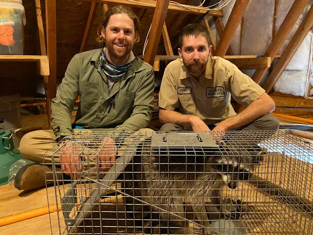 Rescue & Shelter Portland Raccoon Removal Portland