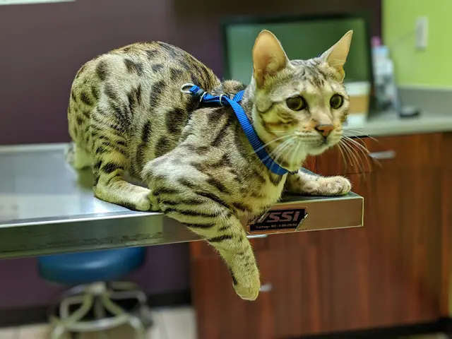 Pet vet East Bay Veterinary Clinic Oakland