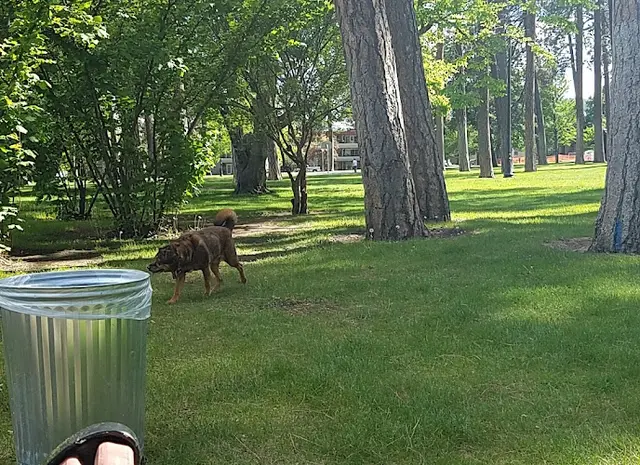 Dog Park Coeur d'Alene Park Spokane