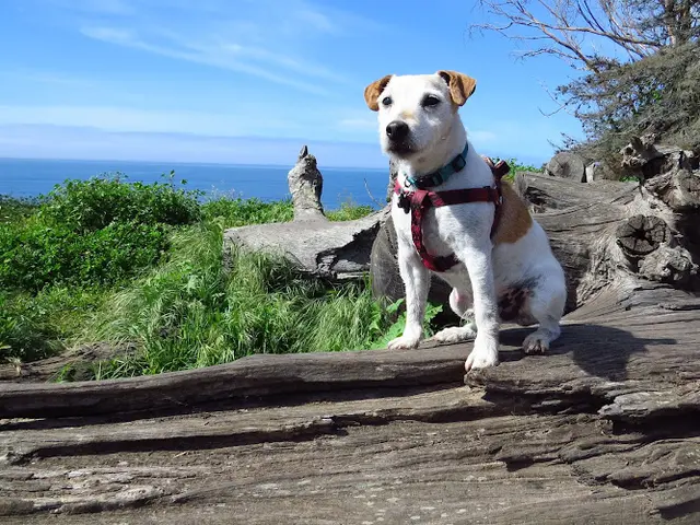 Dog Park Arroyo Burro Beach County Park Santa Barbara