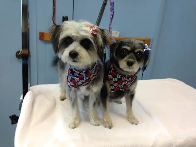 Dog Grooming yukiko's dog grooming Salinas