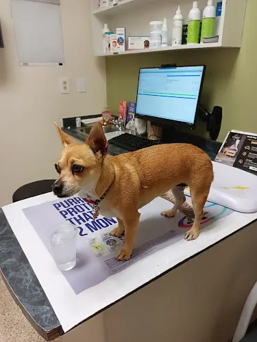 Dog day care center South Bay Veterinary Hospital Chula Vista