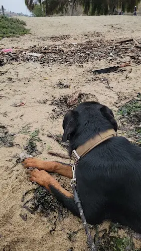 Dog breeder Vom Westkoster rottweiler puppies Vallejo