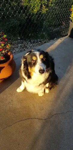 Dog walker Cold Nose Pet Salon Escondido