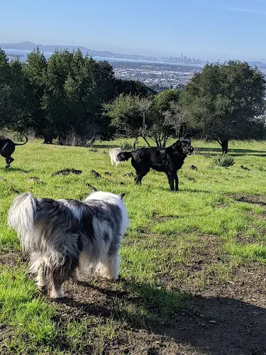 Dog Park Knowland Park Open Space Oakland