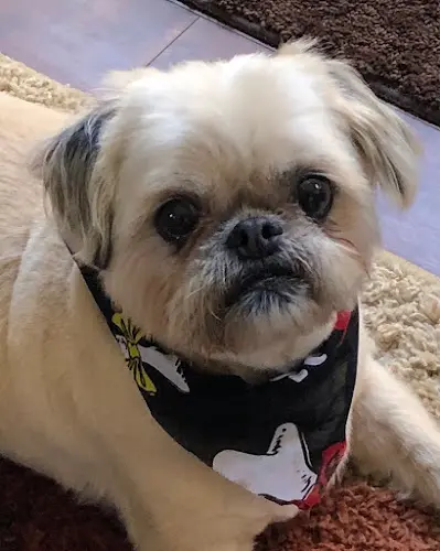 Dog Grooming Rita's Dog Grooming San Marcos