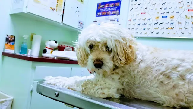 Pet vet Companion Animal Hospital of Woodward Park Fresno
