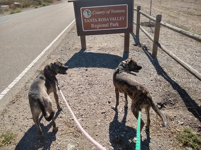 Dog Park Santa Rosa Valley Park Ventura