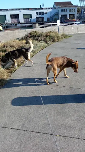 Dog Park Brannan Street Wharf Park San Francisco