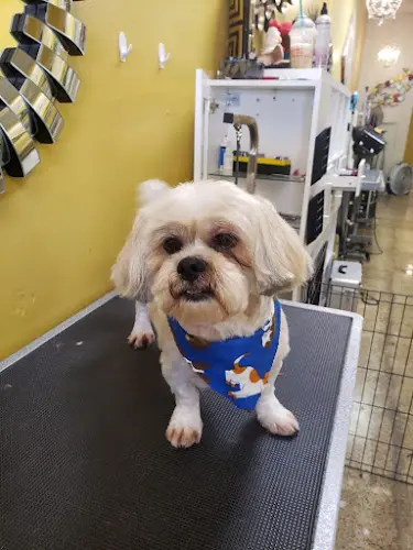 Dog day care center Orange County Mobile Dog Grooming Mission Viejo