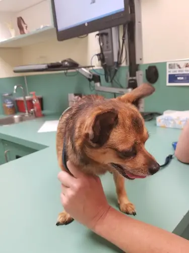 Pet vet VCA Pacific Avenue Animal Hospital Tacoma